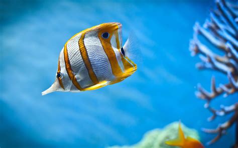 Fish Wallpapers HD Free Download