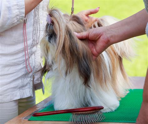 Tips for Effectively Grooming Your Shih Tzu at Home - Shih Tzu Buzz