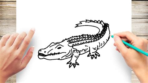 How To Draw An Alligator?