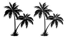 Two White Palm Trees Free Stock Photo - Public Domain Pictures