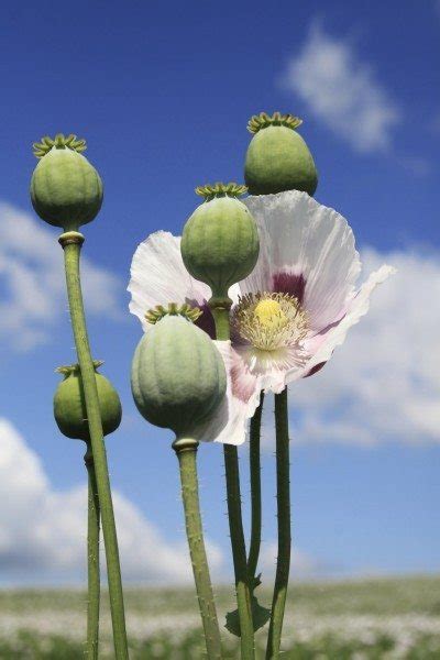 Opium Poppy Information: Learn About Opium Poppy Flowers