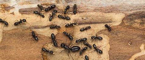 Little Black Ant Identification & Biology