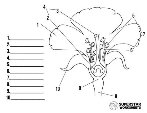 Parts Of A Flower Blank Sheet - Home Alqu