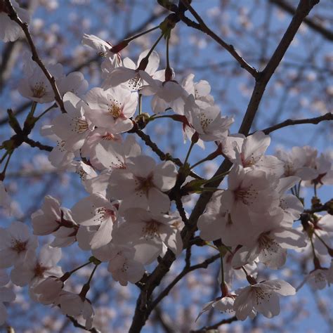 Yokohama, sakura