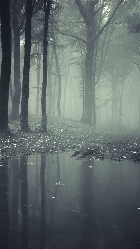 Misty Forest Wallpapers - Top Free Misty Forest Backgrounds - WallpaperAccess