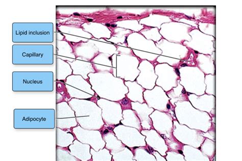 Adipose Connective Tissue Histology