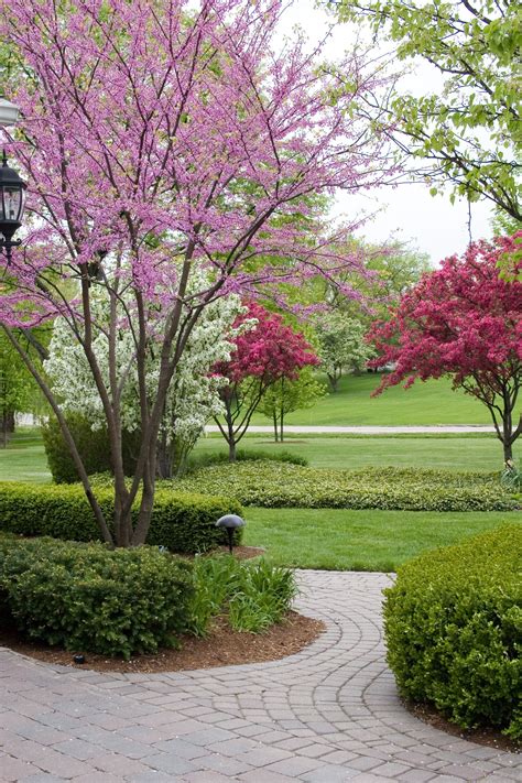 Start your spring landscape today! Crabapple Trees, Eastern Redbud and Ornamental Pears are per ...