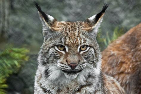 498 Lynx Face Close Up Stock Photos - Free & Royalty-Free Stock Photos from Dreamstime