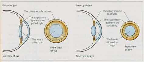 # 90 Accommodation - focusing on objects far and near | Biology Notes for IGCSE 2014 & 2024