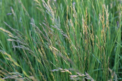 Albion Perennial Ryegrass (Lolium perenne) - Great Basin Seeds