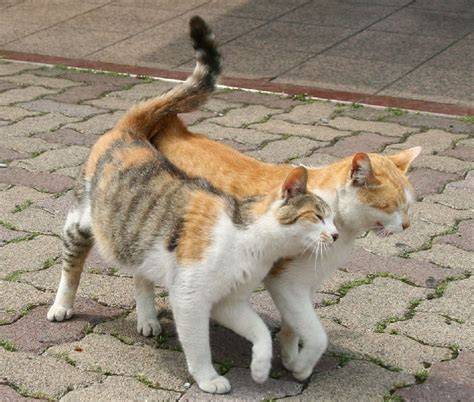 Cat friendship | Funny Cat Pictures