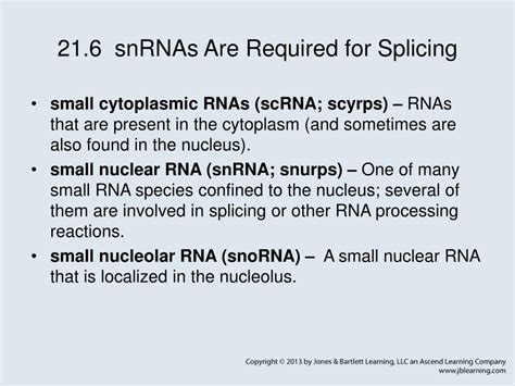 PPT - Chapter 21 RNA Splicing and Processing PowerPoint Presentation, free download - ID:5572206