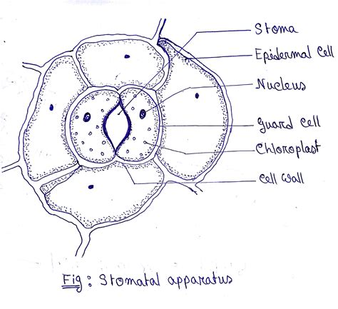 Stomata And Guard Cells - Epidermis Peel | Abaxial (lower) leaf epidermis of a ... - It helps in ...