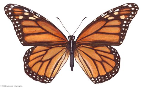 Monarch butterfly | Life Cycle, Caterpillar, Migration, Endangered, & Facts | Britannica