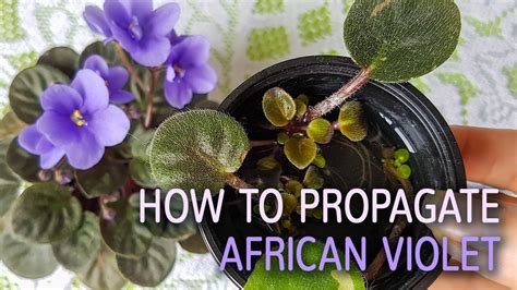 How To Propagate African Violet With The Water Method - YouTube