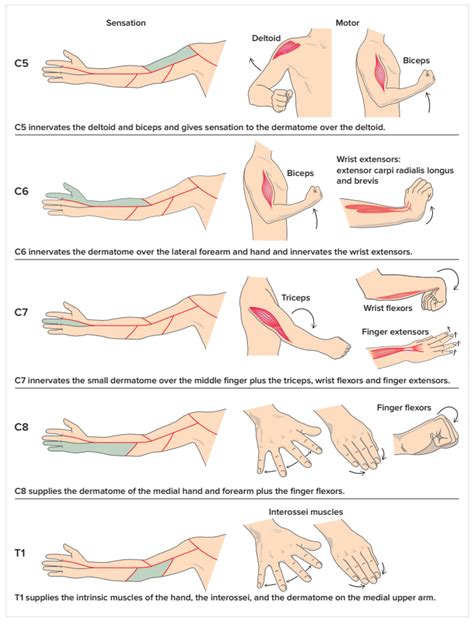 Cervical Examination | Physical therapy assistant, Physical therapy ...