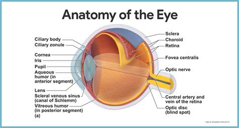 Special Senses Anatomy of the Visual System Review Sheet - Gibson Mently