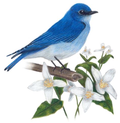 Illinois State Bird And Flower, Endangered New Jersey: Native Flora and New Jersey's ... : Maybe ...