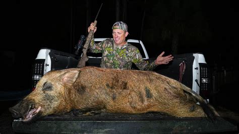 Spotting a giant wild boar weighing a record 500 Pounds with a rough armor-like appearance (VIDEO)