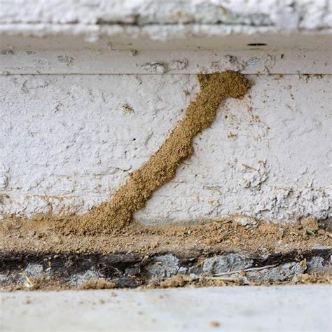 How to Get Rid of Termites — The Family Handyman