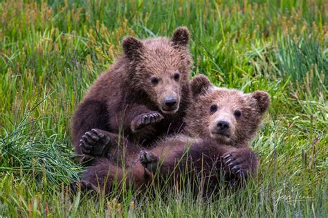 Grizzly Bear Cubs playing Photo | Alaska | USA | Photos by Jess Lee