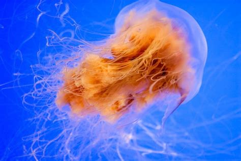 The Giant Lion's Mane Jellyfish | Critter Science