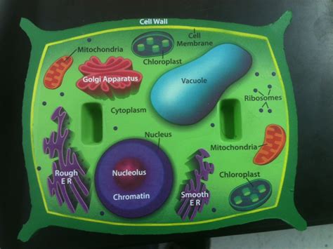 Plant Cell Diagram Project - Photos