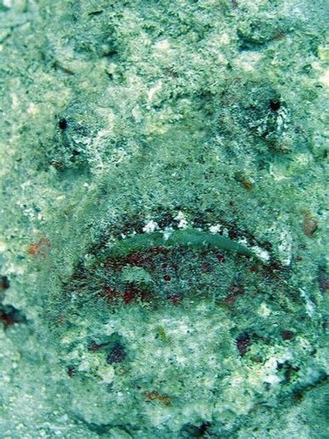 Stonefish - Master of Camouflage (20 pics)