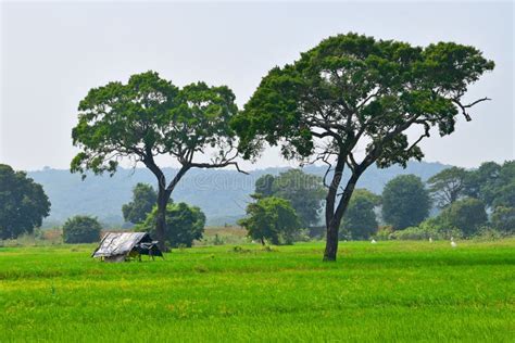 Morning Rural Beauty Sri Lanka Stock Image - Image of asianelephant, breeding: 124024305