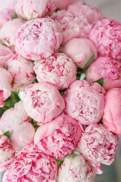 Pink Peonies Wallpapers - Wallpaper Cave