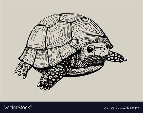 Tortoise Vector