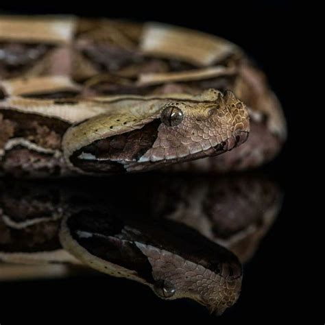 97 best Gaboon viper longest fangs images on Pinterest | Gaboon viper, Reptiles and Snakes