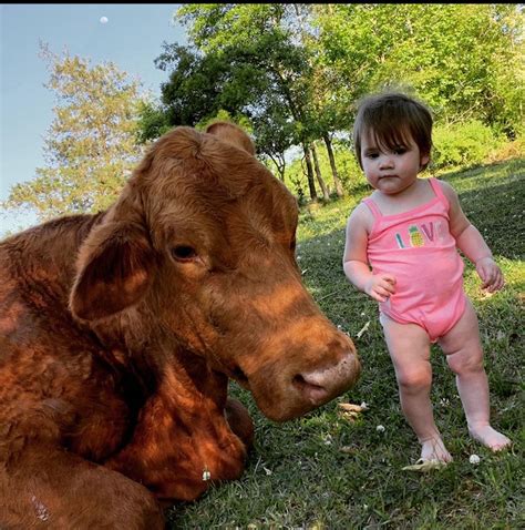 Family searching for lost pet cow named June