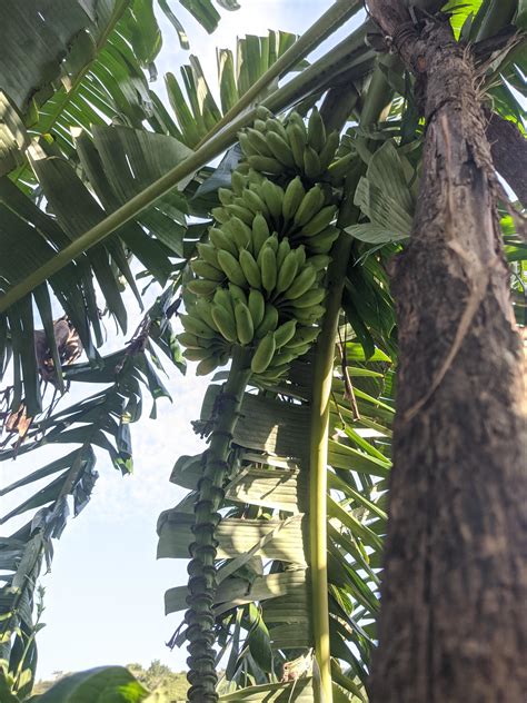 Banana , soon to harvest .. : r/gardening