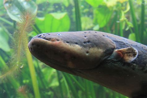 CENTRAL LIBRARY, NEIGRIHMS: New electric eel species packs most powerful punch