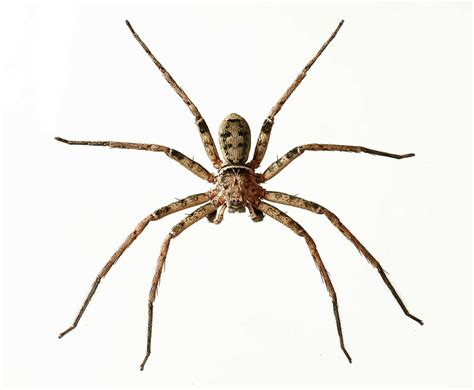 The Huntsman Spider