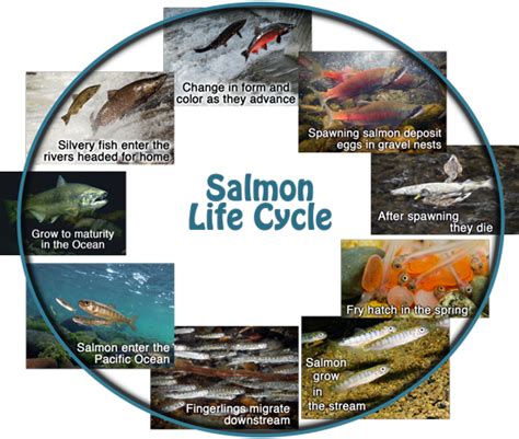 Salmon Life Cycle