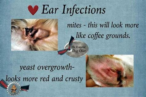 Dog Ear Mites Vs Yeast Infection