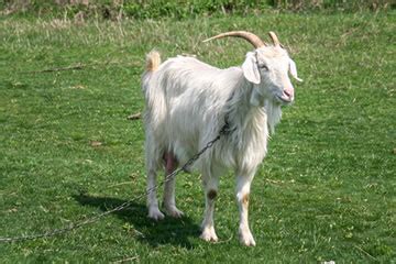 University of Wyoming Molecular Biologists Breed Spider Silk-Producing Goats - Discovery ...