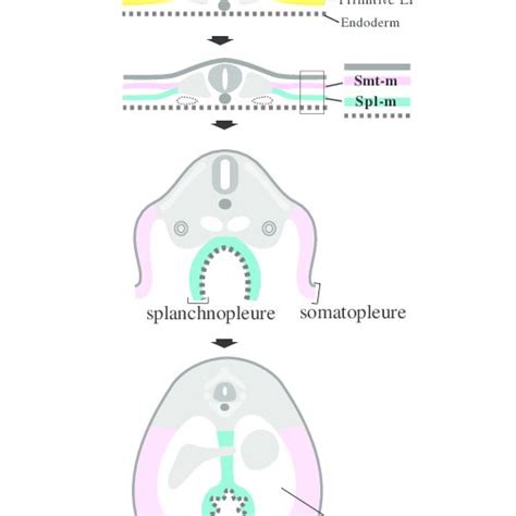 The splitting of the lateral plate mesoderm progresses in an ...