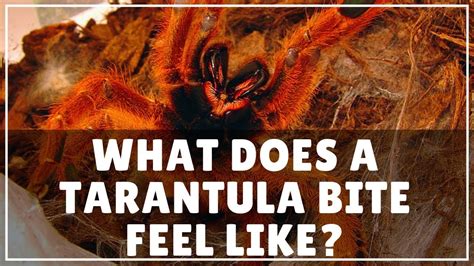 What Does A Tarantula Bite Feel Like? (PLUS a very sneaky Spidey!!!) - YouTube