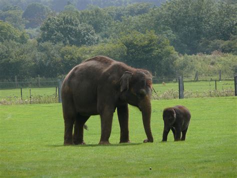 File:Indian Elephant .jpg