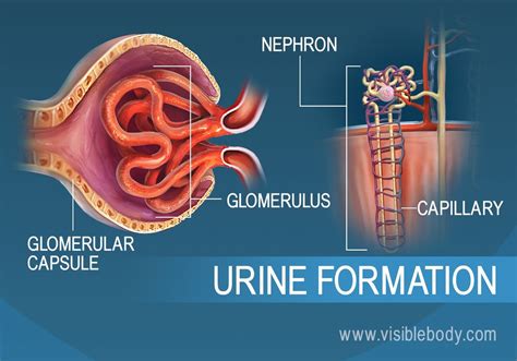 Describe the Three Steps of Urine Formation