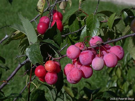 Prunus americana (Wild Plum): Minnesota Wildflowers