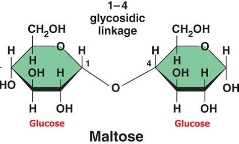 Maltose - Compositiom, Foods That Are Naturally High In Maltose