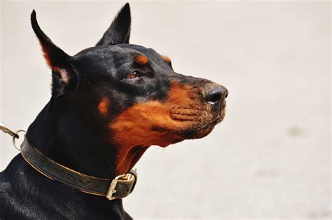 How to Stop Excessive Barking Using E-collar: 6 Steps - DogDwell