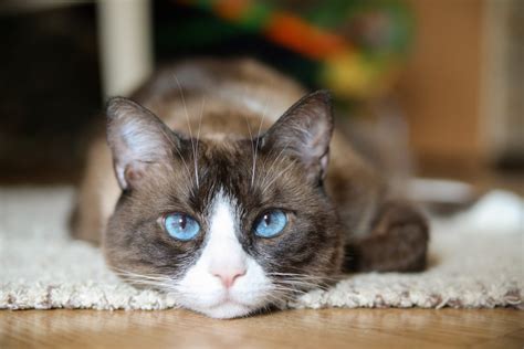 Snowshoe Cat Breed Profile: Characteristics, Personality & Care