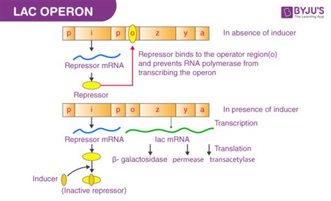 Lac Operon - Concept, Diagram, Notes, Gene Regulation