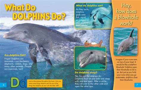 What Do Dolphins DO? - NWF | Ranger Rick