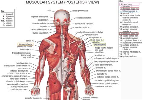 Back Muscle Diagram Labeled / 1 : Anatomy of muscles on back of head.